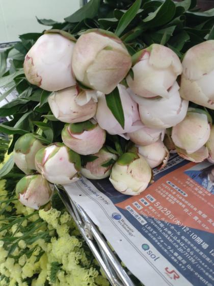 直前】【生花】芍薬 ラテンドレス(白系)【OT】中野1級〜※開花説明をお