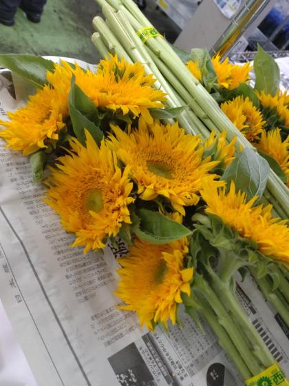 ヒマワリ みはらしの里では、ヒマワリが3分咲きとなりました。 夏の青空に映える