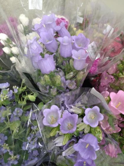 ✼ Kaorin様 専用 ✼ 花菖蒲 カーネーション 白詰草 カンパニュラ 宿根草 】 カンパニュラ｜大森ガーデン 通販サイト