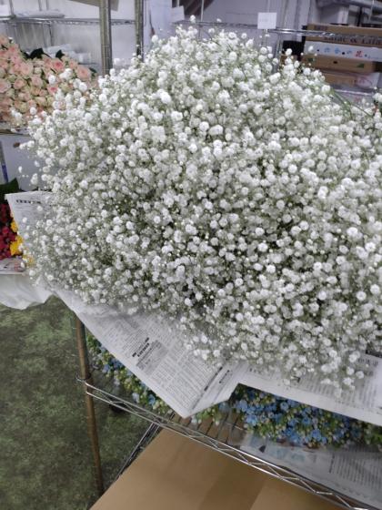 直前!/】カスミ草 2Lサイズ(ペールスターなど)【生花】 - 花材
