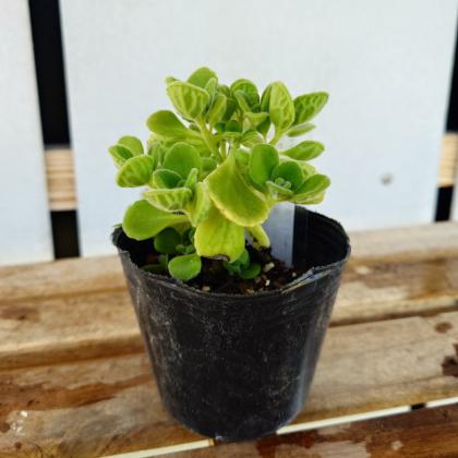 送料無料】【生花/直送】ハーブ苗 アロマティカス ※ お届け日指定不可