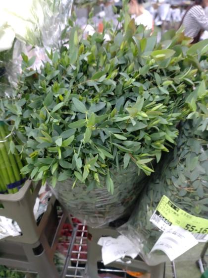 08直前】国産ユーカリ アップルボックス 50cm程度 JA会津 - 花材通販は