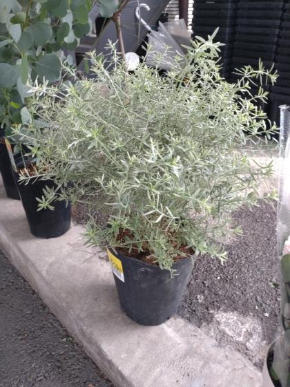 ウエストリンギア　/ 627 ウエストリンギア ライムライト【庭木 7号鉢／1個売り