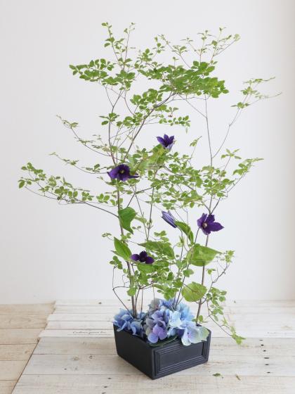 アサイーヤシ 生花】鈴野農園アジサイ(ブルー～パープルP)クラシック系 Mクリスタル