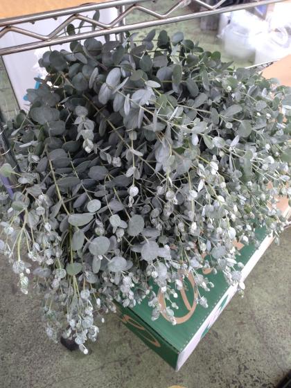 生花】ユーカリ シルバーウェーブ 40～50cm 茨城県波崎グリーン
