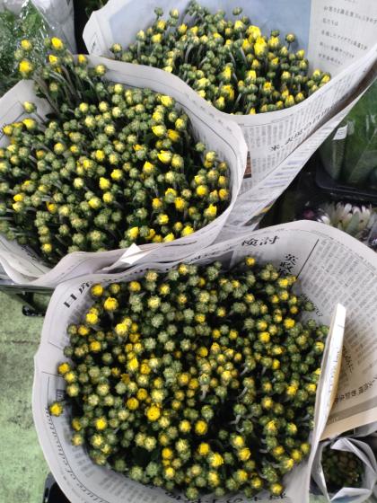 直前!】小菊(黄色)【OR-5】 - 花材通販はなどんやアソシエ