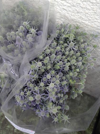 ブルーグリンの薔薇とエリンジウムのジェイドリボンコーム 生花】国産エリンジューム ブルーグリッター(小輪)60cm-【OT