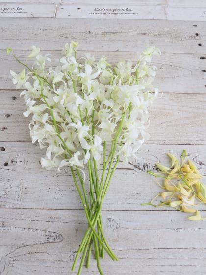 生花】デンファレ(グリーン系おまかせ)※入荷少【早締切-74