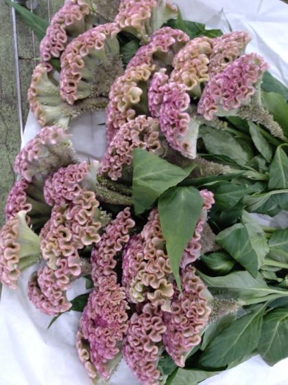 直前】【生花】ボンベイケイトウ (ピンク) ピーチフリルなど石毛さん