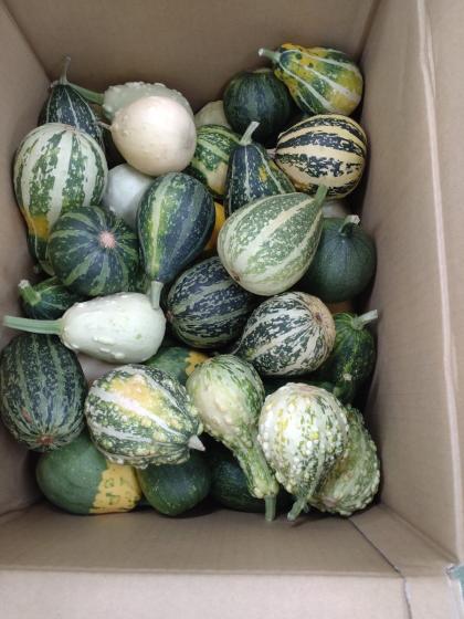 生花】おもちゃかぼちゃ M～Lサイズ(MIX)【OT】 - 花材通販はなどんや