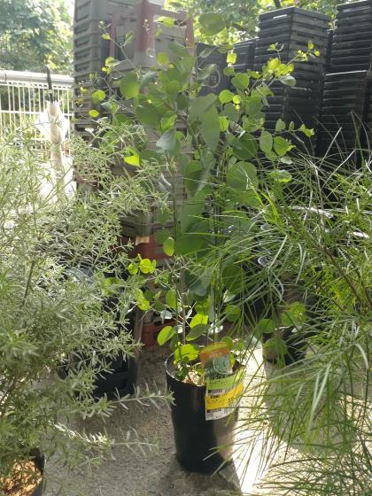 送料無料】【生花/即納】ユーカリ ポポラス 7寸鉢 ※北海道・九州・沖縄