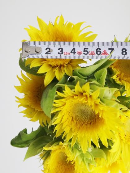生花】ヒマワリ モネ 、レモネードなど(八重黄色)7～10センチ程度【OT