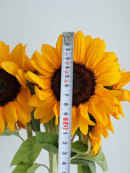 直前!】ヒマワリ オレンジ芯黒(φ約7〜10cm程度) - 花材通販はなどんや