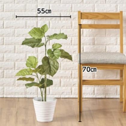 観葉植物　ウンベラータ 000000002111_FmDL5ib.jpg