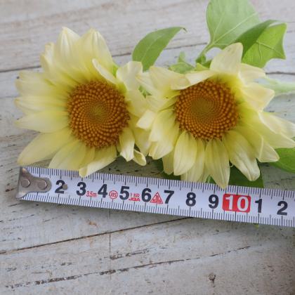 生花】ヒマワリ プロカットホワイトムーン そう花園 60-70cm程度