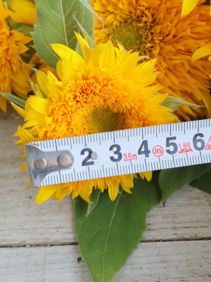 生花】ヒマワリ 東北八重 φ10cm前後【OT】 - 花材通販はなどんや