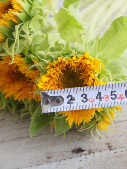 生花】ヒマワリ マヤダブル、東北八重など(オレンジ八重系)7～10cm前後