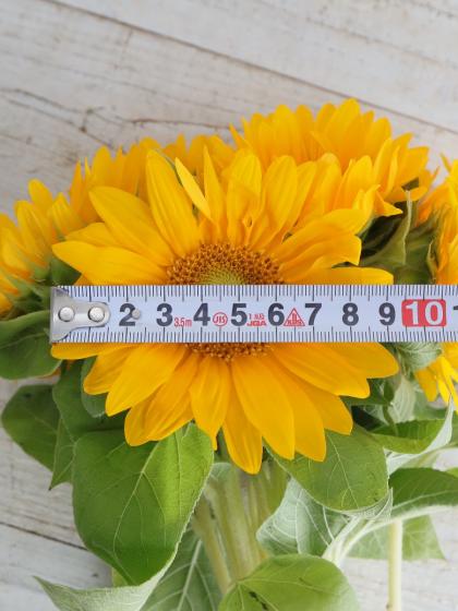 生花】ヒマワリ 芯白オレンジ (7〜10センチ程度)ビンセント