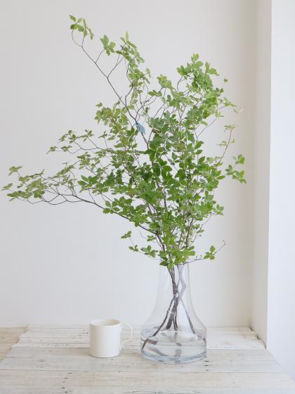 生花】ドウダンツツジ(枝物)約1m程度 - 花材通販はなどんやアソシエ