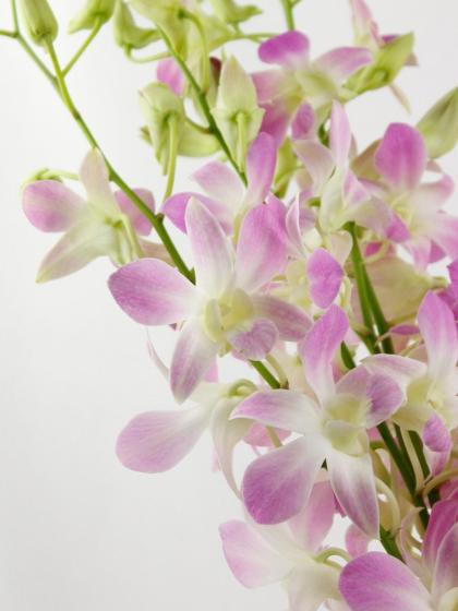 生花】デンファレ(グリーン系おまかせ)※入荷少【早締切-74】 - 花材