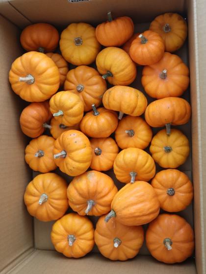 ☆かぼちゃ ミニパンプキン(オレンジ) 国産 早締切-74 - 花材通販は