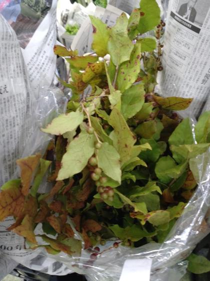 直前!】夏ハゼ 80cm程度 - 花材通販はなどんやアソシエ