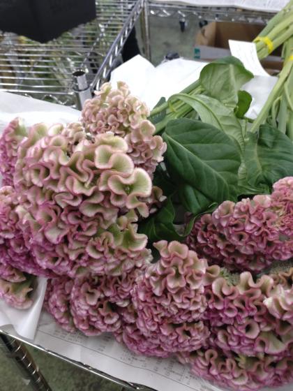 ♦︎ ケイトウ様御専用ページ♦︎ ♦︎ ケイトウ様御専用ページ♦︎ 生花】ボンベイケイトウ (ピンク