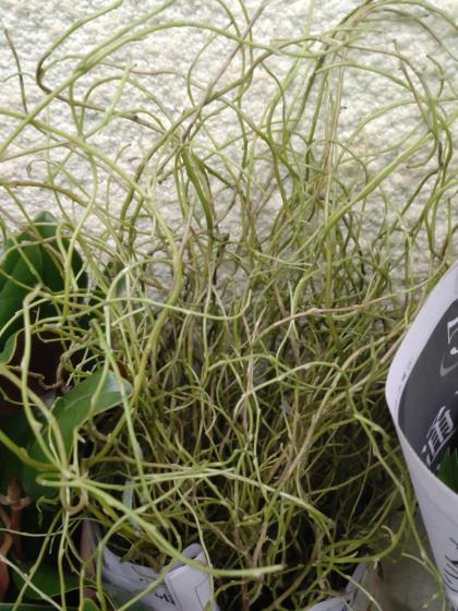 生花】雲竜柳 1M程度 茨城県 【早締切-74】【OTHY】※新芽掃除して