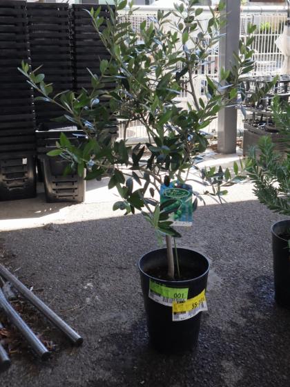 送料無料】【生花/鉢】観葉植物 オリーブの鉢(7寸鉢)※北海道・九州