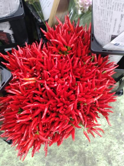 生花】タカノツメ(赤)40CM～【OT】 - 花材通販はなどんやアソシエ