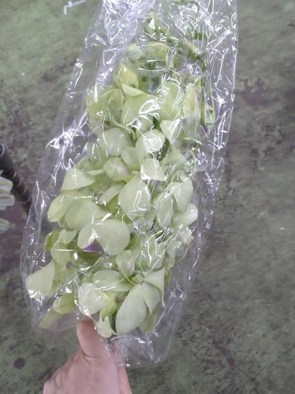 生花】デンファレ(グリーン系おまかせ)※入荷少【早締切-74