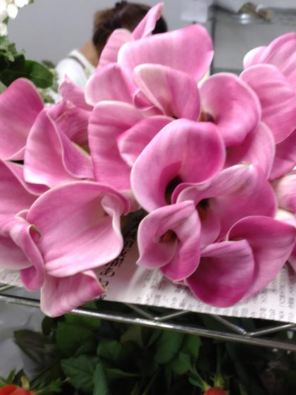 生花】カラー ザズーなど(ピンク)40cm程度千葉県ほか【OT】 - 花材通販