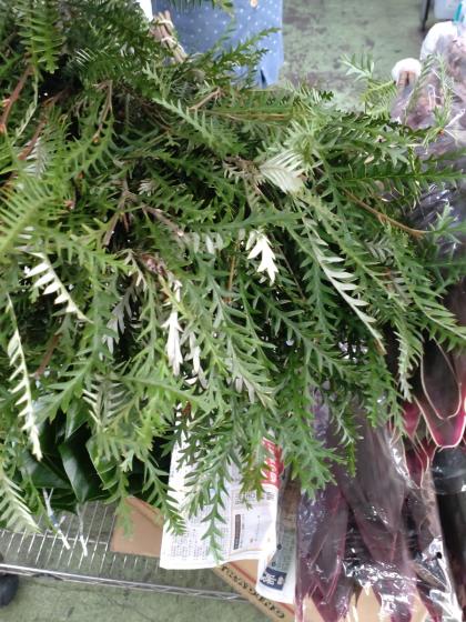 生花】グレビレア アイバンホー 60cm程度 【OR-83】 - 花材通販はなど