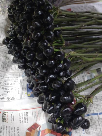 生花】コニカルブラック(40センチ～)みなみ信州ほか【OT】 - 花材通販