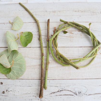 直前】キウイのつる(約100cm)※時期により葉有無・乾燥具合異なります