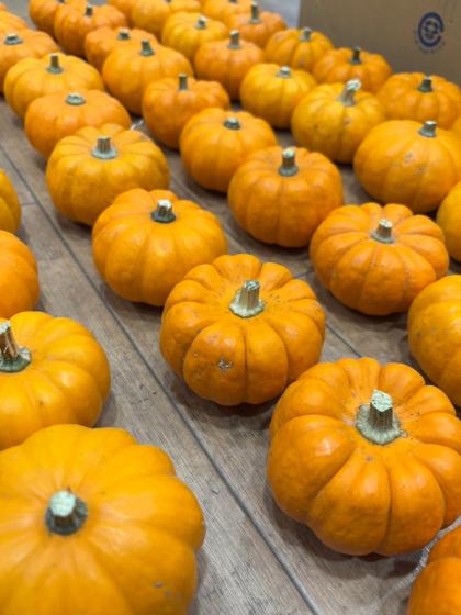 9月届☆早割】【生花☆即納】かぼちゃ ミニパンプキン(オレンジ)S～L