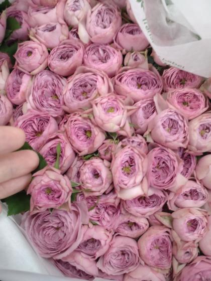 「バラも可」レアδ種8枚セット 高級ドライ】バラ サムライ08【赤/50cm】｜Flower Smith Market