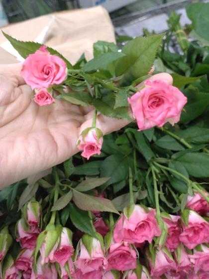 直前!!!】SPバラ ルミナリア(ピンク)【生花】 - 花材通販はなどんや