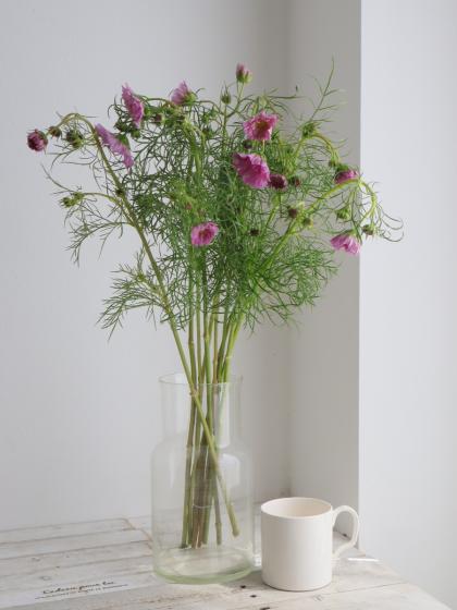 直前!】コスモス ダブルクリックローズ(ピンク八重)青木さん、海保さん