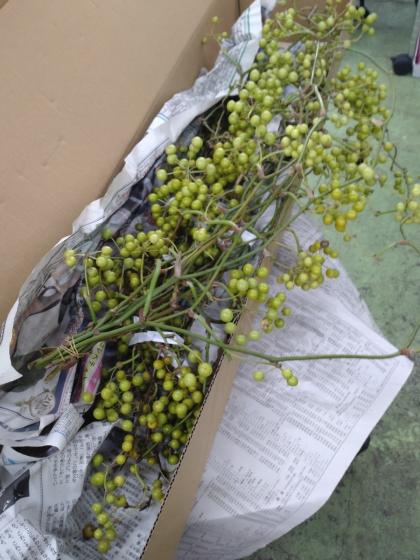 商品確認用・サンキライ 生花】国産サンキライ 5-60cm(枝物)三宅島山上さん【早締切-74】入荷少