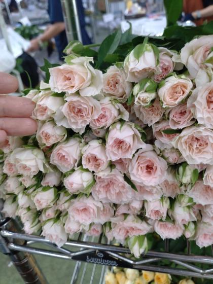 生花】SPバラ ファンシーローラ(淡いピンク)【OT】 - 花材通販はなどん