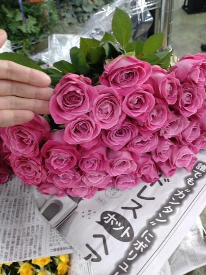 直前】【生花】バラ オール4ラブ+(濃い目パープルピンク)【OT】 - 花材