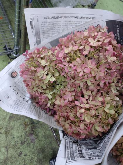 生花】アジサイ 秋色リトルライム (60cm程度)北空知 【OT】 - 花材通販