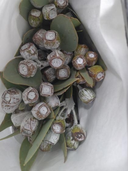 1.テトラゴナナッツ　フレッシュ生花　ユーカリ 2.テトラゴナナッツ フレッシュ生花 ユーカリ