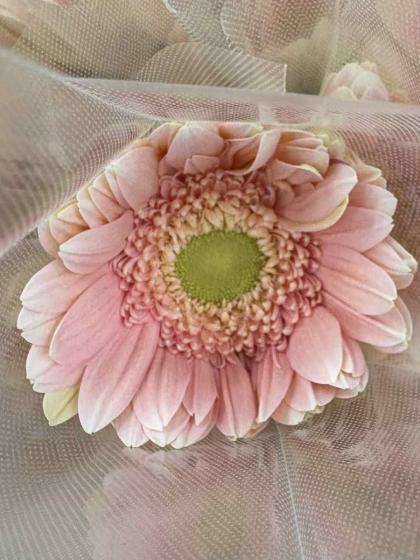 直前!!】大輪ガーベラ ソープ(淡いピンク/芯白) - 花材通販はなどんや