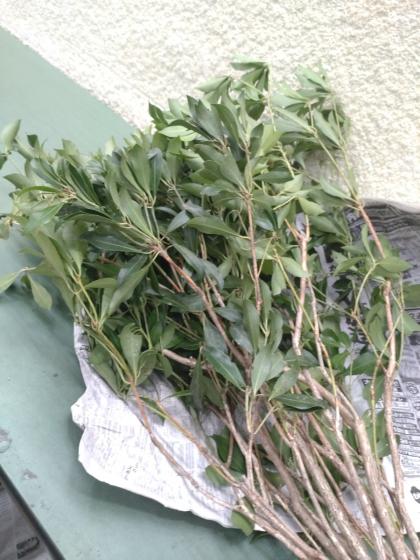 生花】アセビ(枝もの)80cm〜1M【OT】 - 花材通販はなどんやアソシエ