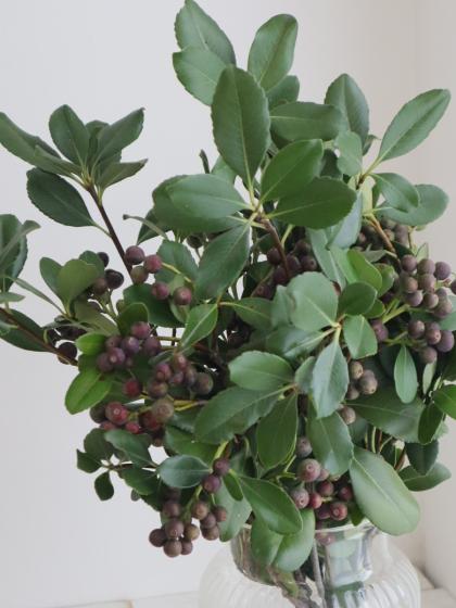 直前!!!】シャリンバイ(実つき)30cm程度※実色時期により異なる。 - 花