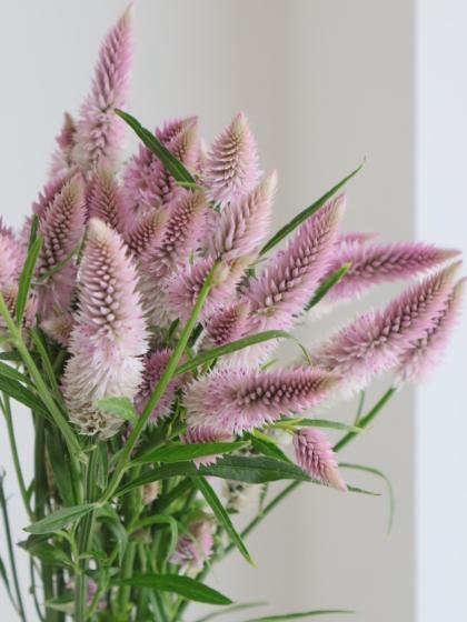 直前】【生花】セロシア シャロン(淡ピンクー白系)60cm程度【FJ】 - 花