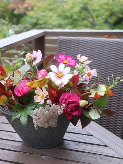 生花】レースフラワー ダウカス 50cm程度 香川県 曽根園芸など【OT