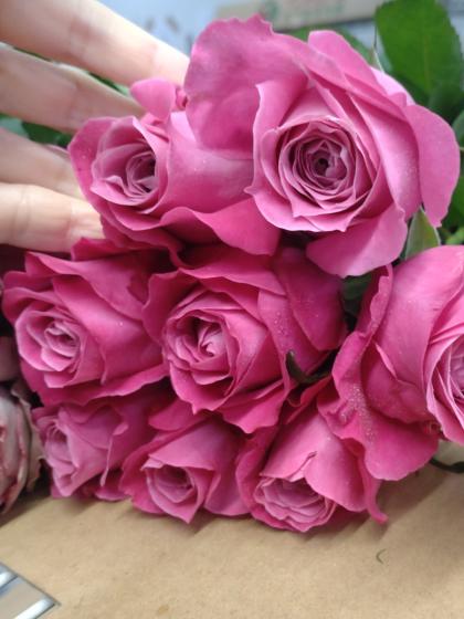 直前!】バラ オール4ラブ+(濃い目パープルピンク) - 花材通販はなどん